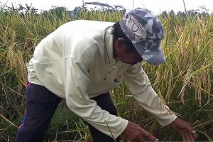 Cilacap Siapkan Strategi Tingkatkan Produksi Pangan