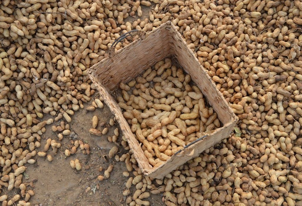 Beragam Manfaat Kacang Tanah: Kesehatan dan Nutrisi dalam Setiap Gigitan