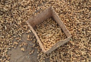 Beragam Manfaat Kacang Tanah: Kesehatan dan Nutrisi dalam Setiap Gigitan