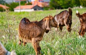 Ciri Umum Memilih Kambing untuk Dijadikan Hewan Kurban