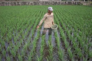 Distan Garut Unggul Dalam Pasokan Sayuran Skala Pasar Nasional