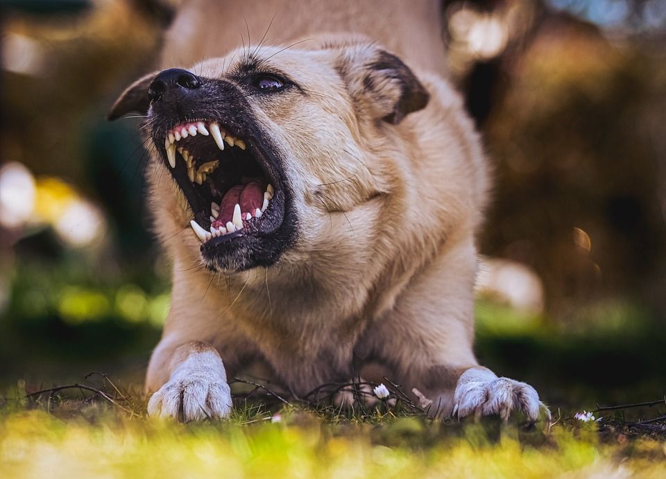 Sebabkan Kematian Anak Usia 4 Tahun, Apa Itu Penyakit Rabies?