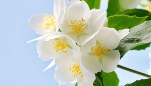 Beberapa Manfaat Bunga Melati, Mulai dari Kecantikan hingga Alternatif Obat Tradisional