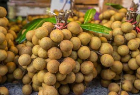 8 Penyebab Pohon Kelengkeng Tidak Kunjung Berbuah