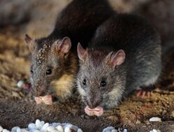 5 Penyebab Tikus Suka Sekali Bersembunyi di Atap Rumah dan Sebabkan Suara Gaduh