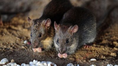 Suara gaduh di atap rumah seringkali membuat kita terganggu, tidak lain kegaduhan tersebut disebabkan oleh tikus. Mereka kerap menimbulkan suara yang cukup (Sumber foto : BBC)