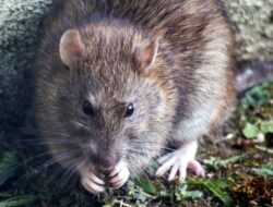 5 Alasan Mengapa Mengusir Tikus Seringkali Gagal Meskipun telah Dilakukan Berulang Kali