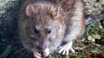 Tikus adalah salah satu hama yang sering menjadi masalah di rumah-rumah dan bangunan semisalnya. Mengusir tikus dari rumah dapat (Sumber foto kompas)