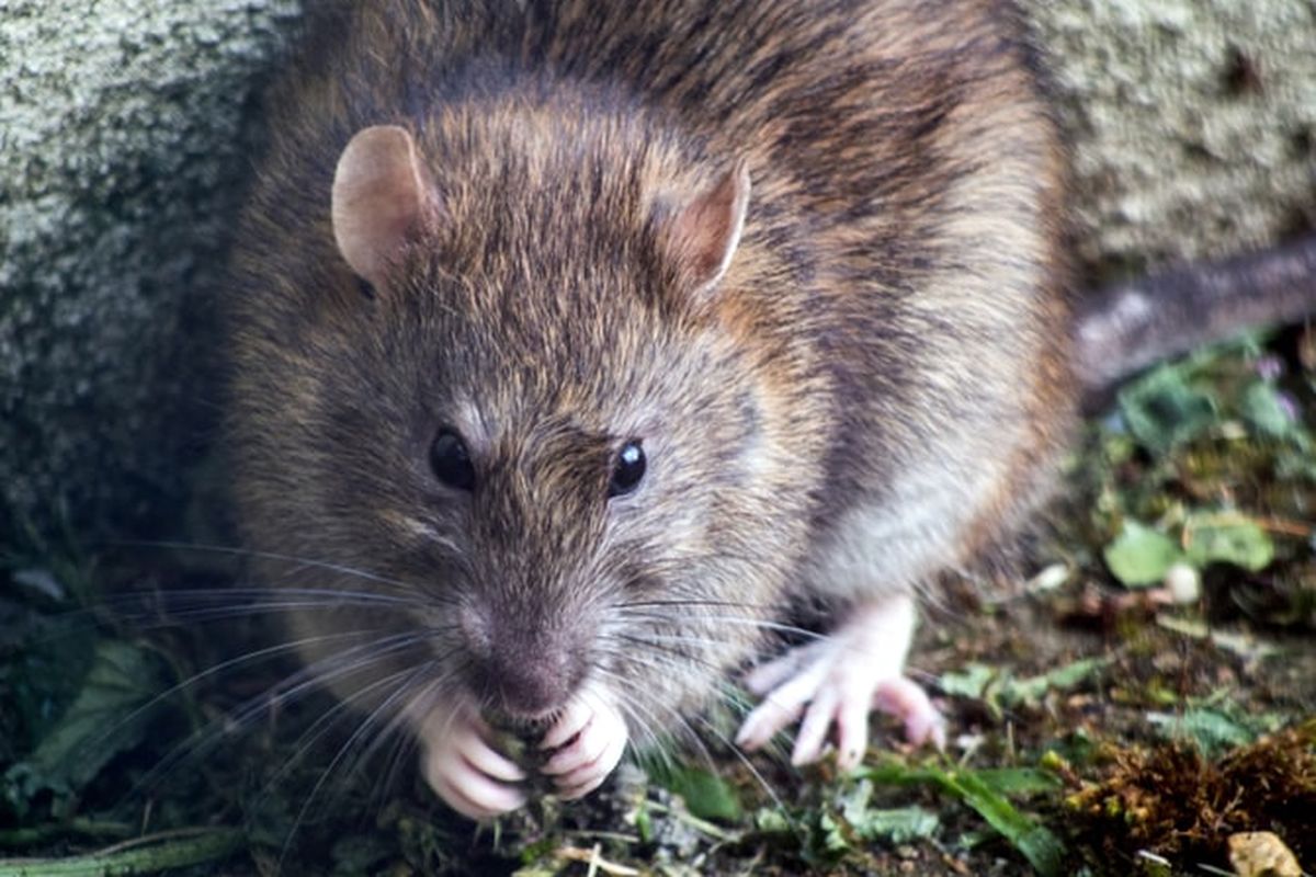 Tikus adalah salah satu hama yang sering menjadi masalah di rumah-rumah dan bangunan semisalnya. Mengusir tikus dari rumah dapat (Sumber foto kompas)