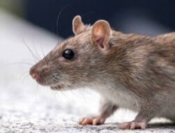 Memasuki Musim Hujan, Ini Sederet Langkah yang dapat Dilakukan untuk Hindari Tikus Masuk Rumah