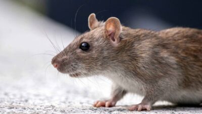 Memasuki musim hujan biasanya tikus-tikus akan lebih banyak memasuki rumah. Anda perlu menyiapkan strategi untuk membuat tikus (Sumber foto: VIVA)