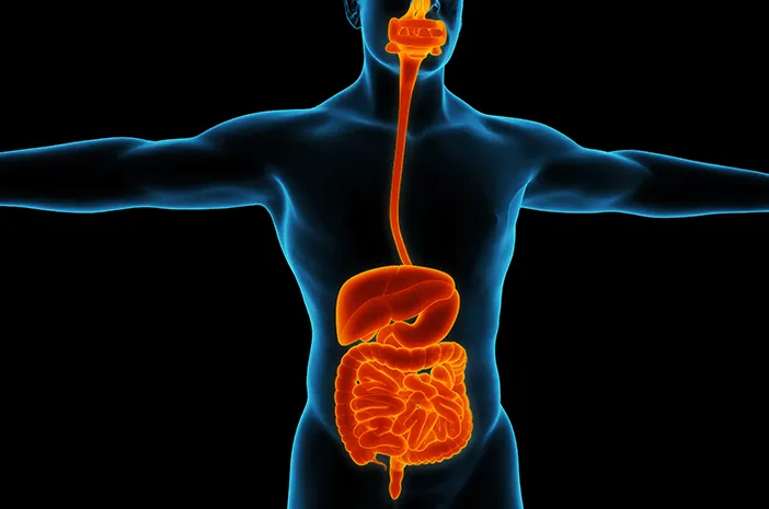 8 Tips Efektif untuk Lancarkan Pencernaan sebagai Kunci Kesehatan Usus (sumber foto : halodoc)