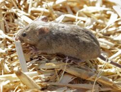 Sering Menarik Perhatian, Ini Sejumlah Makanan yang Disukai oleh Tikus Rumah