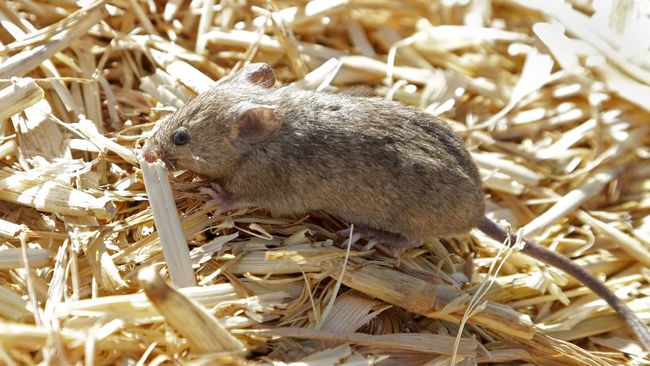 Tikus adalah hewan omnivora yang dapat memakan berbagai jenis makanan. Mereka memiliki sejumlah makanan berbau yang menarik perhatiannya (Sumber foto: CNBC)