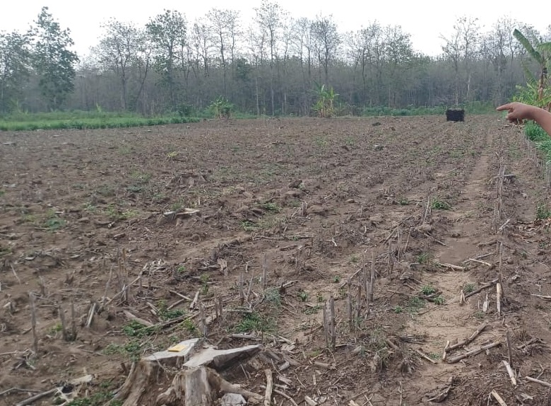 Hutan Sosial yang berada Desa Sumbermulyo Kecamatan Tlogowungu Kabupaten Pati kembali dipertengkarkan, lantaran Hutan tersebut dikomersilkan (Jurnalindo.com)