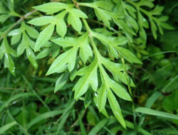 5 Manfaat Daun Kenikir untuk Kesehatan Tubuh