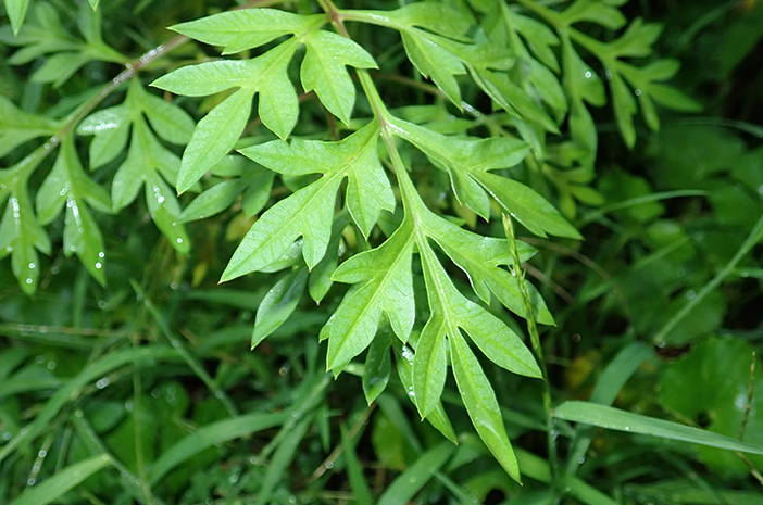 5 Manfaat Daun Kenikir untuk Kesehatan Tubuh (sumber foto : halodoc)