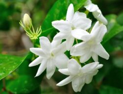 Alasan Mengapa Harus Memiliki Bunga Melati di Pekarangan Rumah Anda