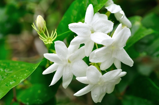 Bunga melati dengan keharuman khasnya, tidak hanya menyajikan keindahan visual tetapi juga membawa sejumlah manfaat untuk lingkungan dan (Sumber foto: Merdeka.com)