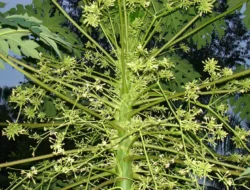 Meskipun Pahit, Ini Sederet Manfaat Bunga Pepaya untuk Kesehatan