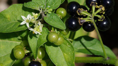 NightShade mematikan (Sumber Foto. Rufino-Osorio)