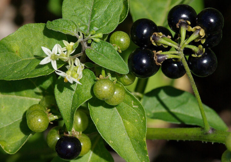 NightShade mematikan (Sumber Foto. Rufino-Osorio)