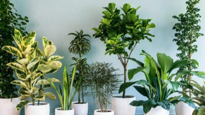 Kualitas udara yang baik dalam ruangan dapat memiliki dampak signifikan pada kesehatan dan kesejahteraan kita. Beberapa tumbuhan indoor (Sumber foto: Rukita)