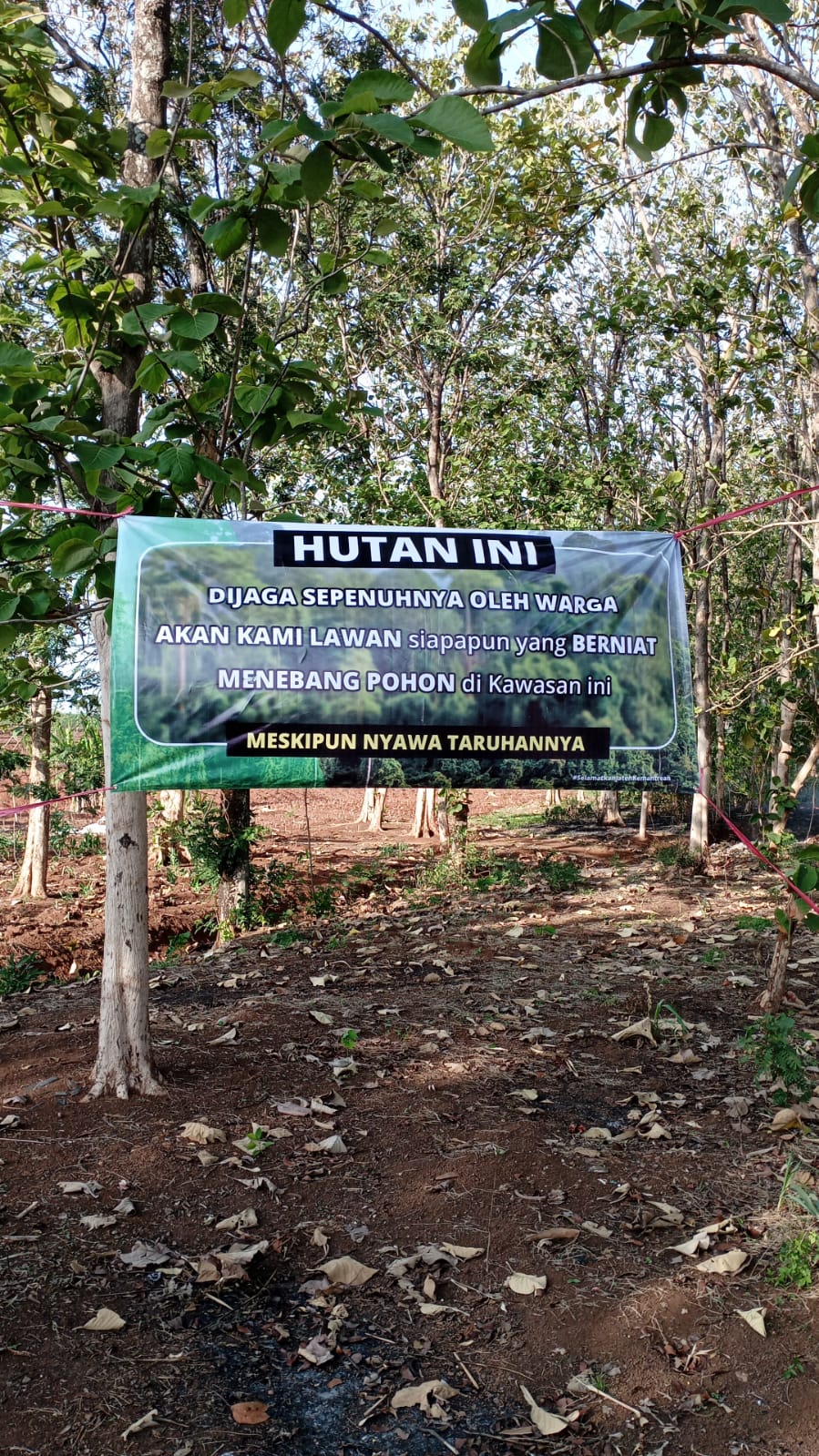 Pembalakan liar yang terjadi di Hutan wilayah Dukuh Ndodol, Desa Wedusan, Kecamatan Dukuhseti, Kabupaten Pati, beberapa hari yang lalu menyebabkan (Jurnalindo.com)