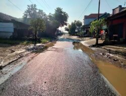 Hampir Setengah Kilometer, Kerusakan Jalan Gabus-Tambakromo Pemkab Siapkan Rp 500 Juta