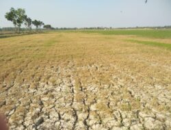 Kondisi Lahan Masih Kering, Petani Pati Bagian Selatan Belum Bisa Tanam