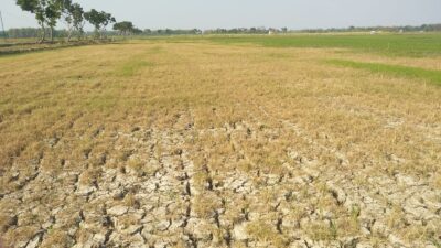 Kondisi Lahan Masih Kering, Petani Pati Bagian Selatan Belum Bisa Tanam