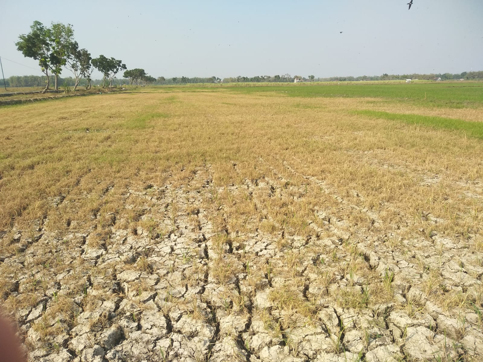 Sebagian besar wilayah Pati selatan para petani belum melakukan penanaman. Hal tersebut disebabkan musim hujan masih sangat kurang. Sehingga kondisi tanah masih terlihat kering. (Jurnalindo.com)