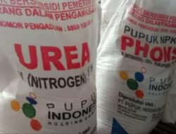 Dispertan Sebut Jatah Pupuk Subsidi di Pati Turun Drastis