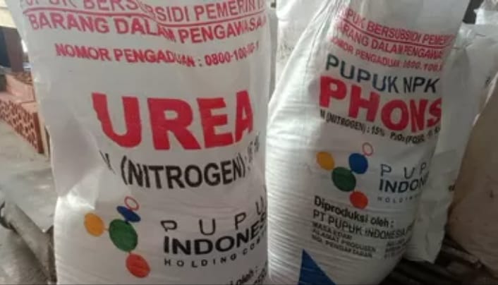 Dinas Pertanian dan Peternakan (Dispertan) Kabupaten Pati menyebut alokasi pupuk subsidi untuk tahun ini turun drastis jika dibandingkan dengan tahun 2023 kemarin. (Jurnalindo.com)