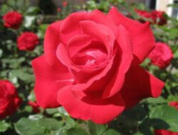 Menakjubkan, Ini Segudang Manfaat Luar Biasa dari Bunga Mawar Selain Sebagai Hiasan