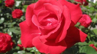 manfaat buat mawar (Sumber Foto. Blog.com)