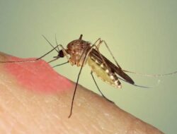 Tips Efektif Atasi Lebam karena Gigitan Nyamuk dengan Efektif