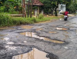 Belum Ada Penanganan Dari Pemkab, Jalan Kedalingan -Tambakromo Rusak Parah