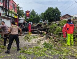 Jalan Lalu Lintas Terganggu, Pohon Besar Tumbang di Jalan Kolonel Sunandar