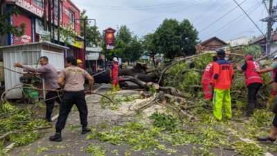 Jalan Lalu Lintas Terganggu, Pohon Besar Tumbang di Jalan Kolonel Sunandar