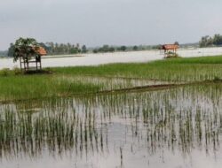 7.128 Hektar Sawah di Pati Terendam Banjir