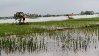 Hujan deras yang mengguyur wilayah kabupaten Pati seminggu ini mengakibatkan ribuan hektar sawah terendam air. Berdasarkan laporan dari (Jurnalindo.com)