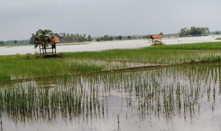 Hujan deras yang mengguyur wilayah kabupaten Pati seminggu ini mengakibatkan ribuan hektar sawah terendam air. Berdasarkan laporan dari (Jurnalindo.com)