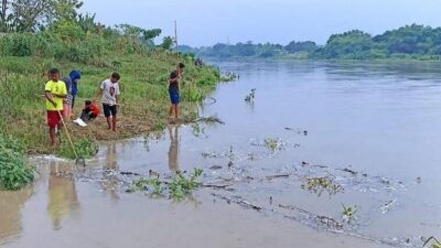 Fenomena Bladu di Sungai Bengawan Solo: Warga Ramai-ramai Mencari Ikan
