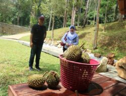 Menikmati Buah Durian Favorit di 5 Desa Wisata Jawa Timur yang Menawan