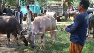 Harga Kerbau di Pasar Wage, Pati, Naik Menjelang Idul Adha