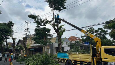 Tingkatkan Kehandalan Pasokan Listrik, PLN Kolaborasi dengan Dinas PKPLH Amankan Pohon yang Mengganggu Jaringan Listrik