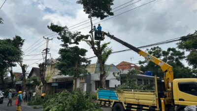 Kudus 11 April 2024 - PLN ULP (Unit Layanan Pelanggan) Kudus Kota rutin melaksanakan rabas atau pemangkasan dahan dan ranting pohon yang (Jurnalindo.com)