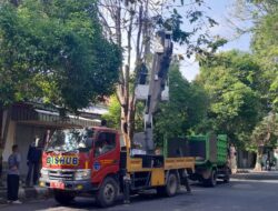 Dishub Pati Bersama DLH Lakukan Penebangan Pohon Kering di Jalan Sutomo