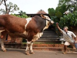 Irfan Hakim Selalu Siapkan Hewan Kurban Setiap Tahun, Sapi Kurban Bikin Haru